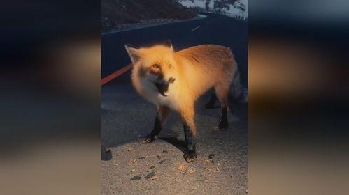 夜间的狐狸,探寻神秘狐狸的神秘之夜